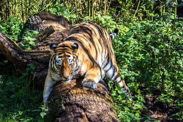 The Siberian tiger,Panthera tigris altaica in a park