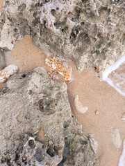 Coastal rocks and sea water as a natural background.