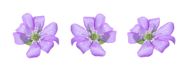 Macro lilac hepatica flowers isolated on a white background. Springtime concept. Long banner