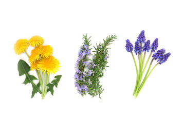Edible flower selection with dandelion, rosemary herb and grape hyacinth. Floral health food for garnish, seasoning and decoration. Also used in herbal medicine. On white.
