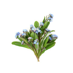 Forget Me Not edible flower herb bouquet on white background. Used in food decoration and herbal medicine to treat lung problems and nosebleeds. Myosotis. Symbol of fidelity.