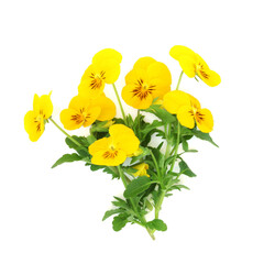 Yellow pansy viola flowers on white background. Healthy food and garnish decoration  High in vitamin A and C Symbol of hope and happiness. Viola pedunculata, California golden violet.