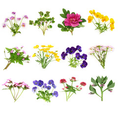 Edible European flowers and wildflowers large collection. Floral health food for garnish, seasoning, decoration and natural herbal medicine. Spring summer flora on white.