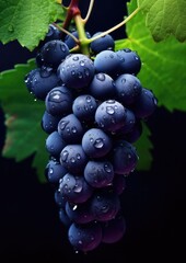 Fototapeta premium Fresh ripe blue grape, healthy bio fruit food gardening concept. Generative Ai
