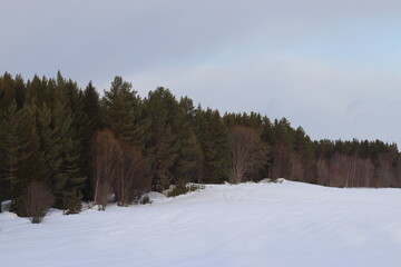winter forest in the mountains