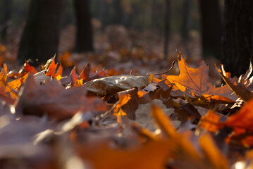 autumn leaves in the forest