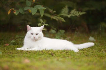 Naklejka na ściany i meble All white cat with blue eyes laying outside on the grass in the summer season under the leaves resting in the shadow