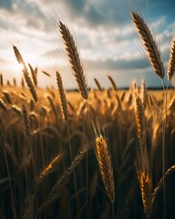 The golden tips of wheat ears shimmer against the backdrop of a stunning sunset, highlighting the natural beauty of a countryside field. - obrazy, fototapety, plakaty