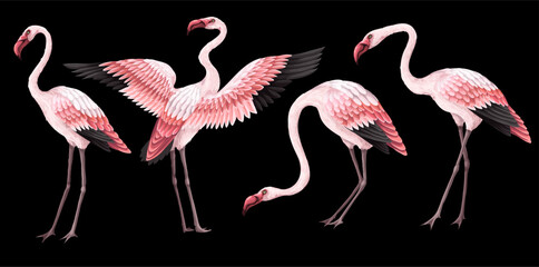 Pink flamingos isolated on the black background. Vector.