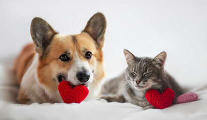 valentine card cute corgi dog and tabby cat lie on a white blanket surrounded by red heart symbols