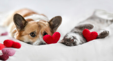 valentine card cute corgi dog and tabby cat lie and sleep on a white blanket surrounded by hearts