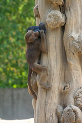The monkey stole the cap and holds it tightly with its paw and mouth. Monkey in a tree with a cap...