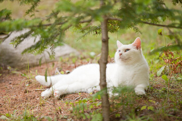 All white cat with blue eyes  laying outside on the grass in the summer season under the leaves resting in the shadow