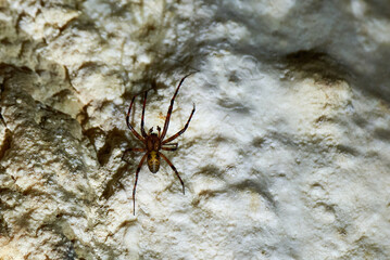 Meta menardi, European cave spider. Cave orbweaver