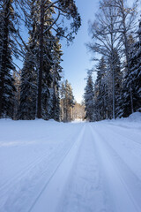 Fototapeta premium Ski track in the winter forest