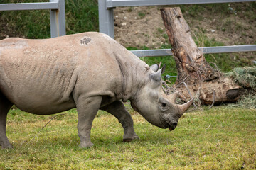 A Black Rhino in its Zoo Habitat