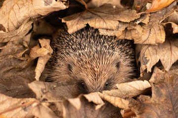 shy hedgehog 