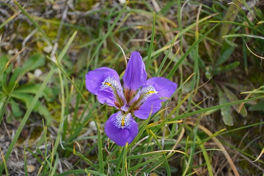 Algerian iris, or Iris unguicularis, wild flower in southern Greece