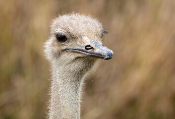 An Ostrich Head Looking Around with Eyes and a Beak