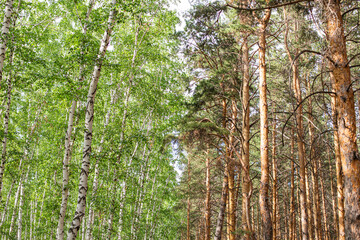 birch and pine forest close up at a beautiful sunset