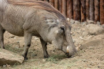 An African Warthog in a Zoo Pen