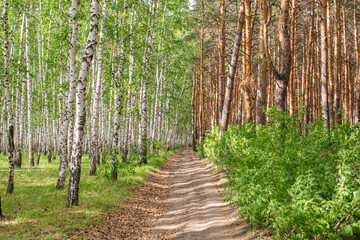 Obraz premium birch and pine forest close up at a beautiful sunset