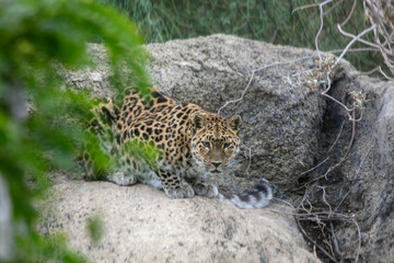 A Leopard Hunting from a Rock