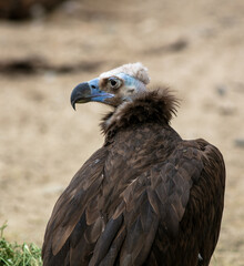 A Vulture's Head, Beak and Eyes.