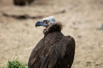 A Vulture's Head, Beak and Eyes.