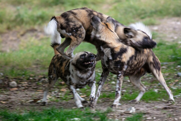 African Wild Dogs Playing Together