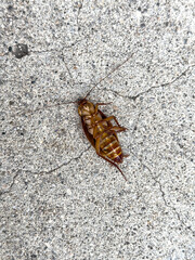 close up of a dead cockroach
