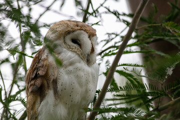A Barn Owl perched in a Tree