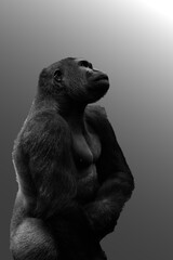 Gorilla looking up against a gray background