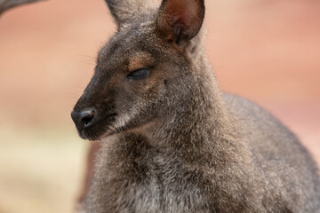 A Wallaby in a Desert Environment © Gary Peplow