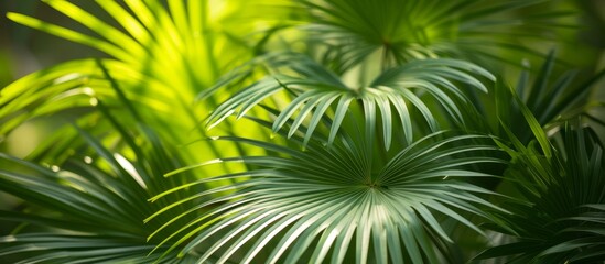 Exquisite Close-Up of Saw Palmetto (Sereno repens) Plant showcasing its Majestic Palm Leaves