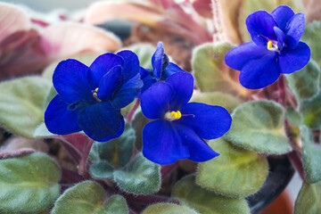 Blossoming deep white and blue colored african violet flower saintpaulia