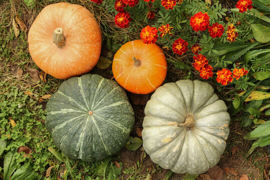 Pumpkin organic harvest in garden with marigold flowers. Orange and green colorful different fresh pumpkins close up