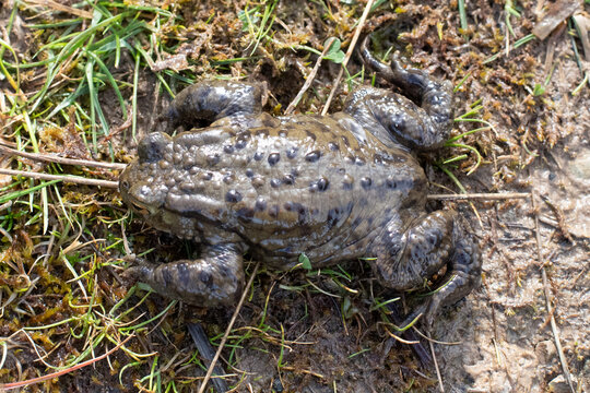 close up of a toad 