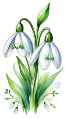 snowdrops isolated on white background, botanical herbal watercolor illustration for wedding or greeting card, wallpaper, wrapping paper design, textile, scrapbooking