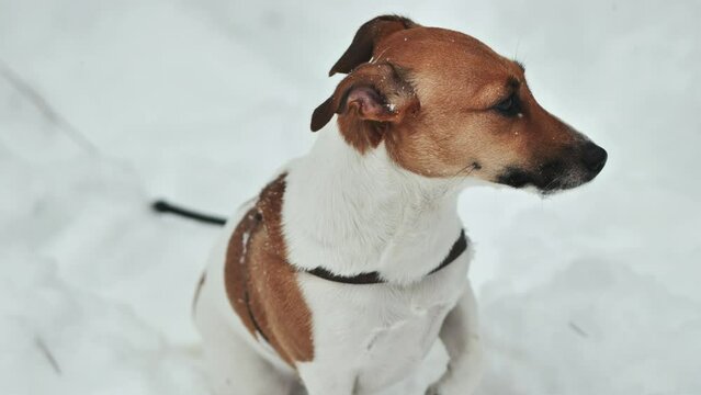 A Jack Russell Terrier shivers in the winter snow.
