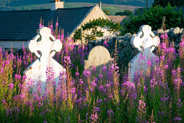 Irish graves with pink flowers on a sunny day