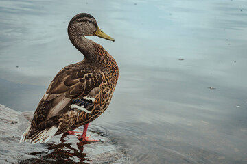 Beautiful duck entering on the water