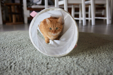 Cat Framed and Alert in Cat Tunnel Toy.