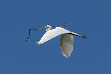 Great Egret (Ardea alba) in flight, Morro Bay, California. Carrying branch in its beak to build a nest. Clear blue sky in background. 
