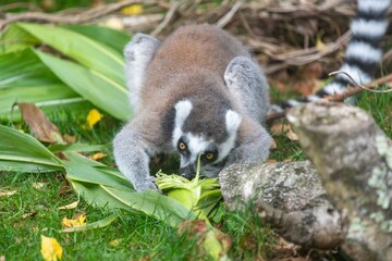 Close up of a ring tailed lemur (Lemur catta) eating sweetcorn