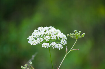 White wild flower