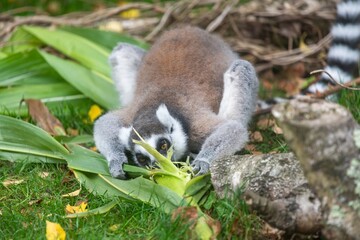 Close up of a ring tailed lemur (Lemur catta) eating sweetcorn
