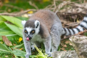 Portrait of a ring tailed lemur (Lemur catta)
