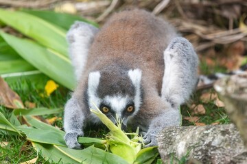Close up of a ring tailed lemur (Lemur catta) eating sweetcorn