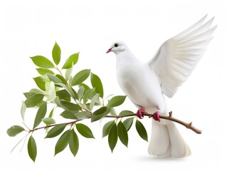 Dove Carrying an Olive Branch Peace and Harmony Isolated on White Background AI Generated